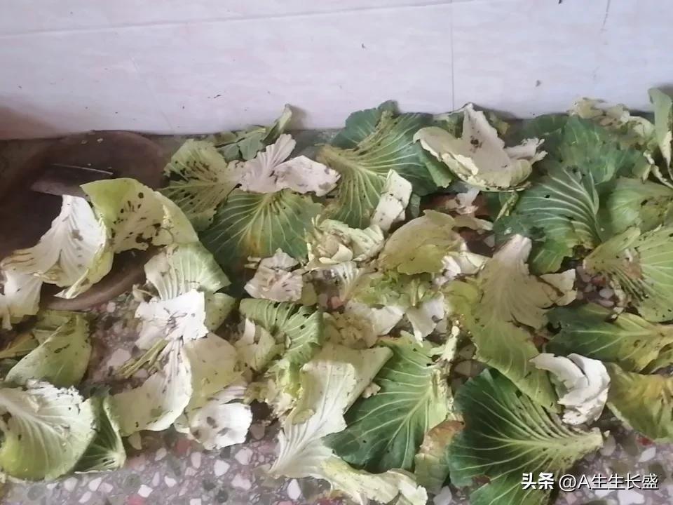 春天一到，各种虫子也活跃了，繁殖也很快，什么蚯蚓、菜青虫等肆虐，包菜都被吃得体无