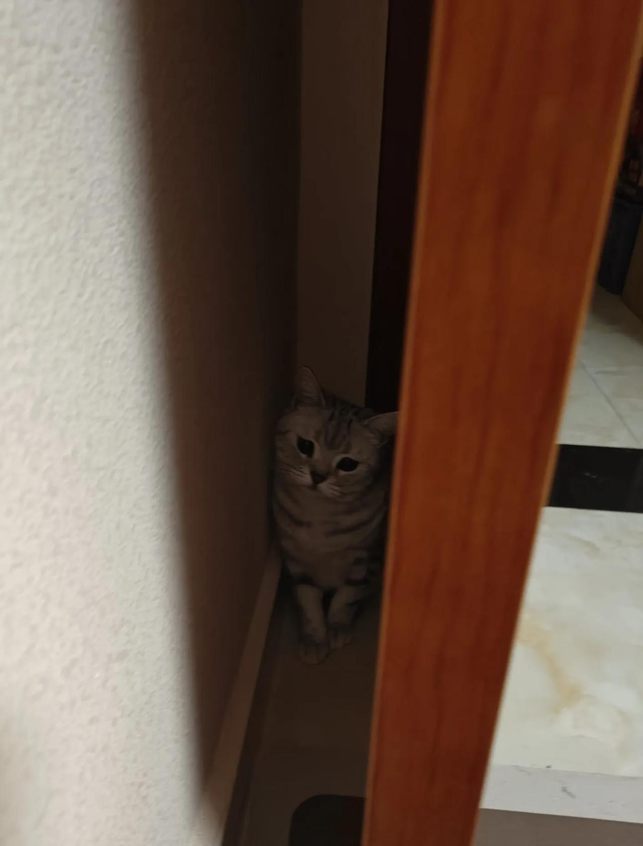 吾家小可爱😄我们在躲猫猫[比心][大笑]吾家淘气的猫咪 俺家可爱猫咪 陪伴我家