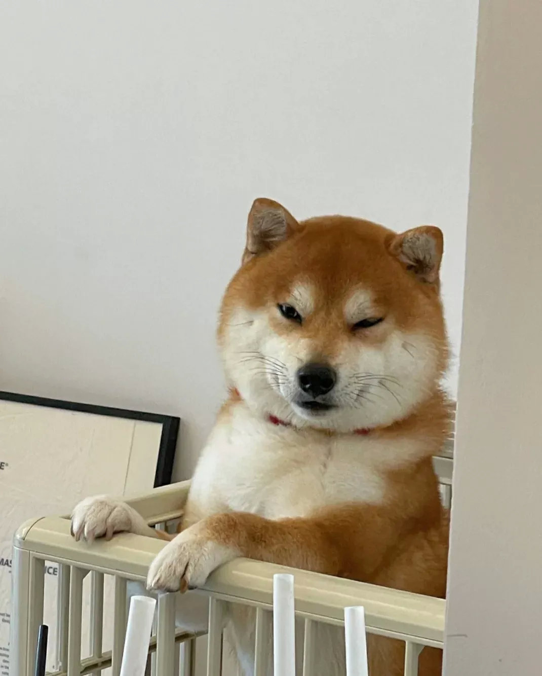 小狗狗的头好像是圆规画出来的一样，不过表情有些许油腻啊[狗头]