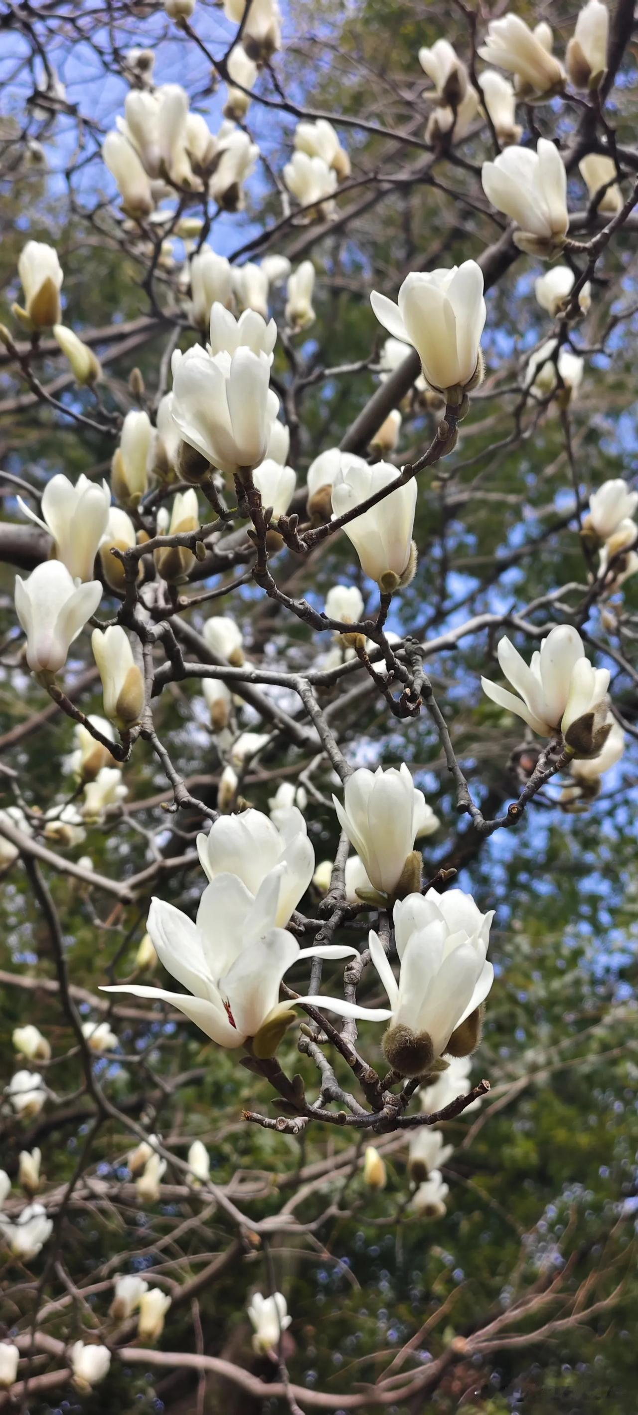 上海市市花—白玉兰  洁白无瑕，晶莹剔透，美若天仙！唯一不足就是花期很短。