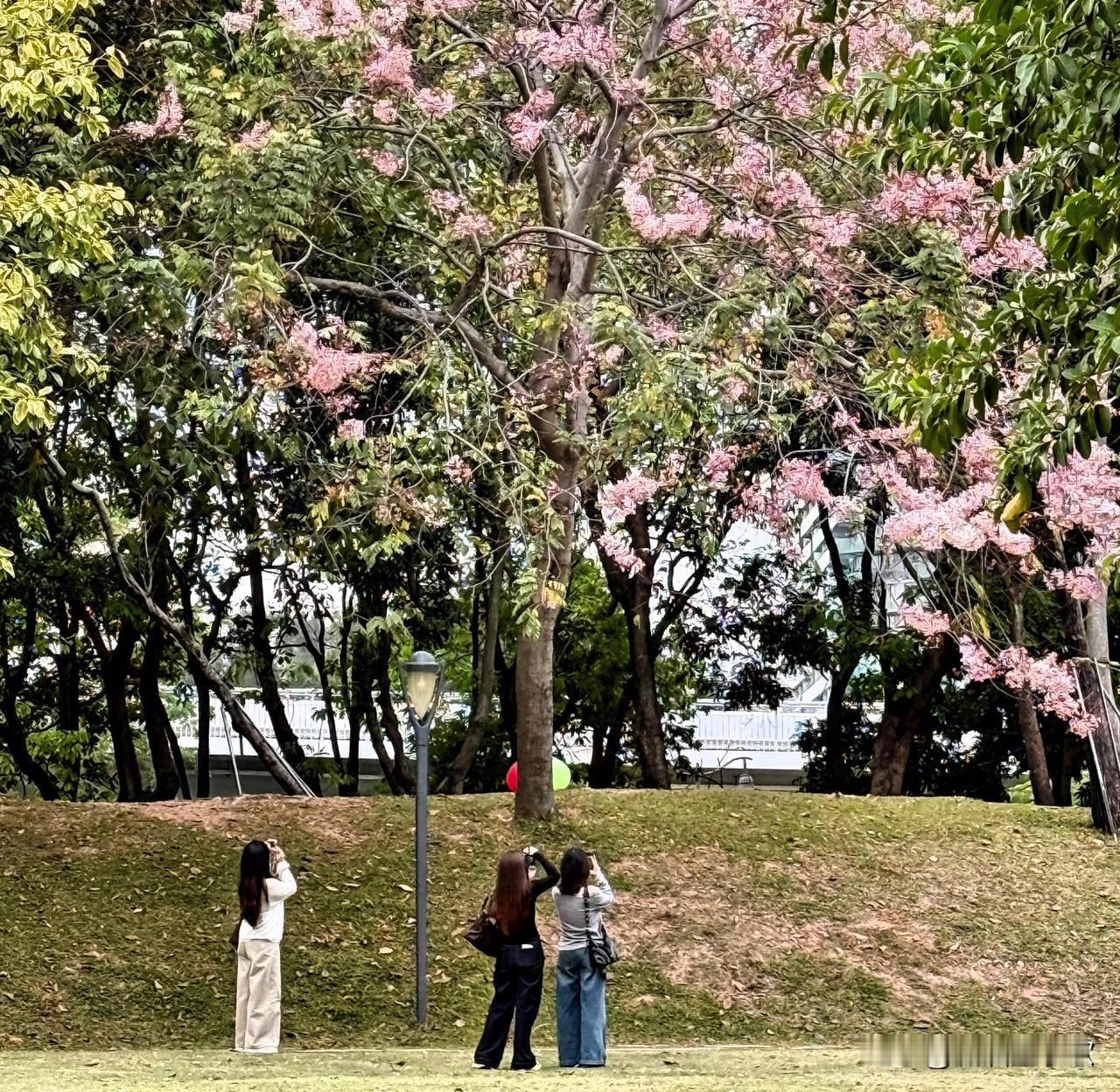 深圳湾的春日，那叫一个绝！春分碰上龙抬头时，深圳就像一幅铺开的油画。深圳湾这儿，