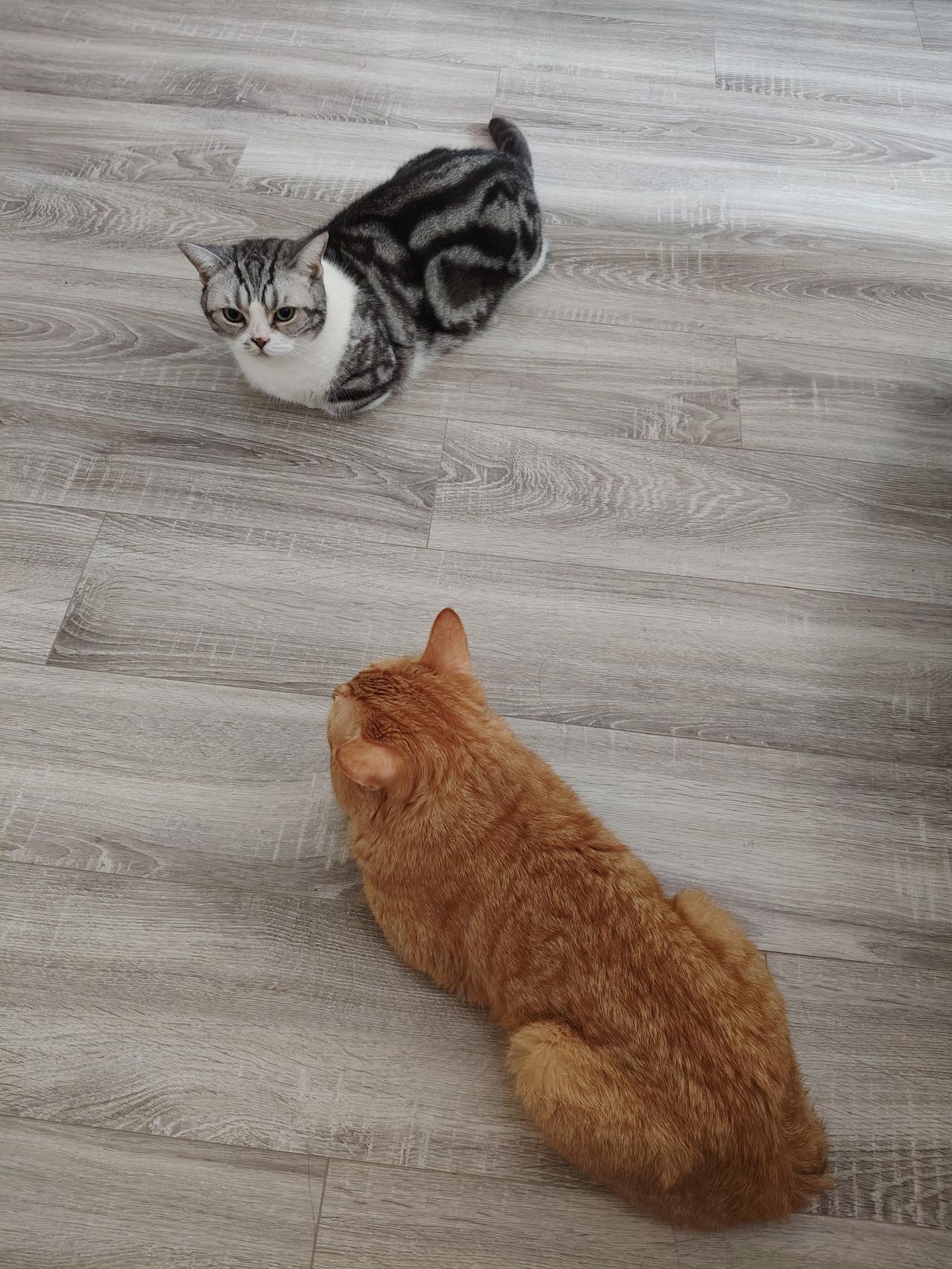 两只小馋鬼正在等着吃零食。
        猫生真是好过呀！每天十一点可以吃零食