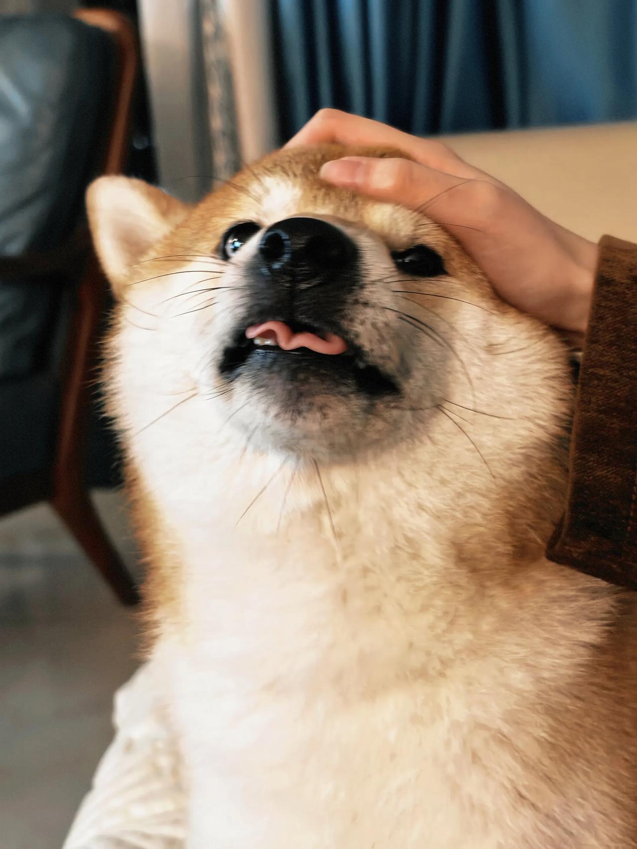 终于清清净净的睡了个好觉，
我家狗狗的相思病期结束，
那几天茶不思饭不香，
下班