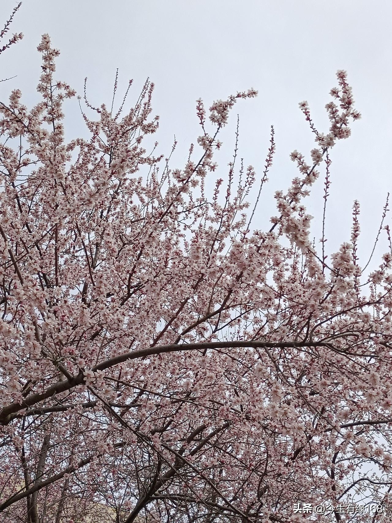 最美的时节，藏着世间最动人的温柔，也藏着最绵长的祈愿。
愿岁月温柔以待，愿深情常