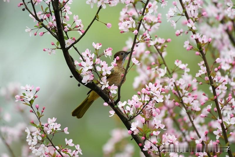 描写春天美好景色的四字词语可太多啦。“春暖花开”就特形象，暖和的春风一吹，百花都