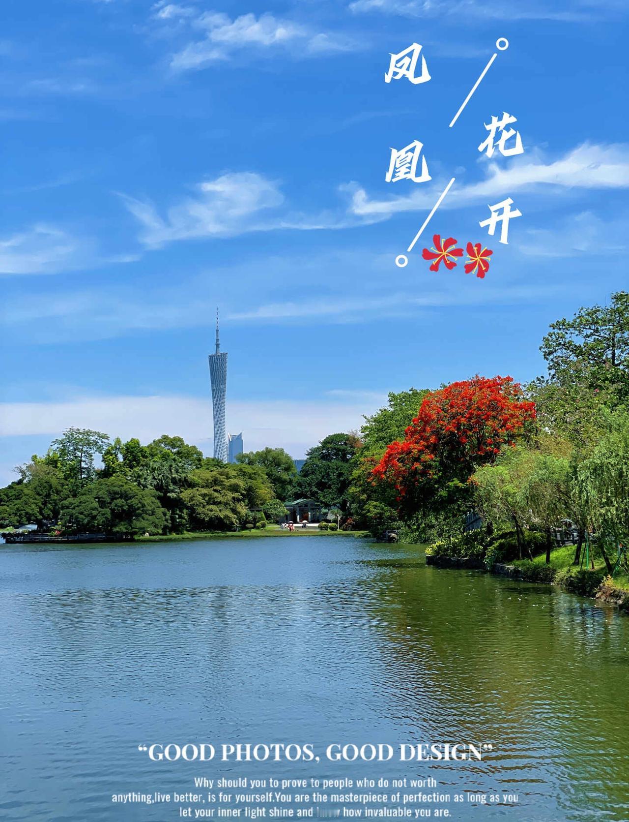 📢来，看广州！凤凰花开了！
湖光、蓝天、红花、广州塔，把初夏的美好框进镜头里～