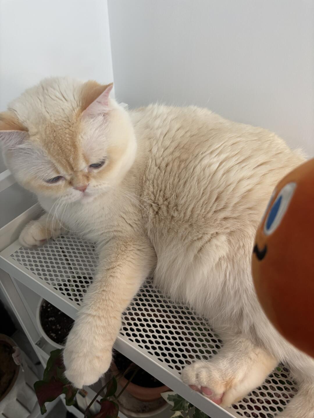 嫡长猫和新来的