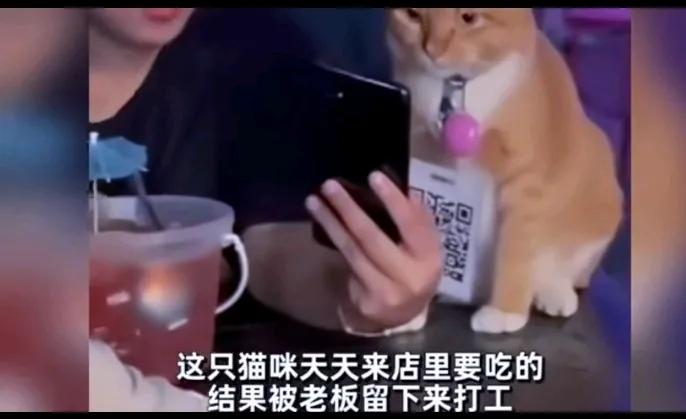 万万没想到的是，一只流浪猫咪天天来店里要吃的，结果竟然被老板留下来打工了，从此以