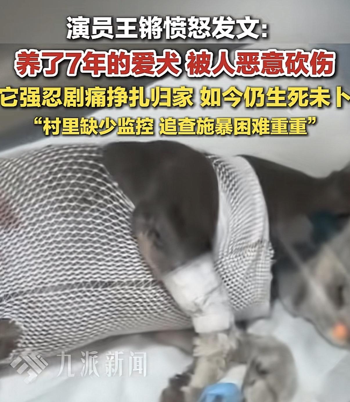 农村养狗不拴好像挺普遍的，而且绝大多数人也不会无缘无故的去打别人家的狗，毕竟大家