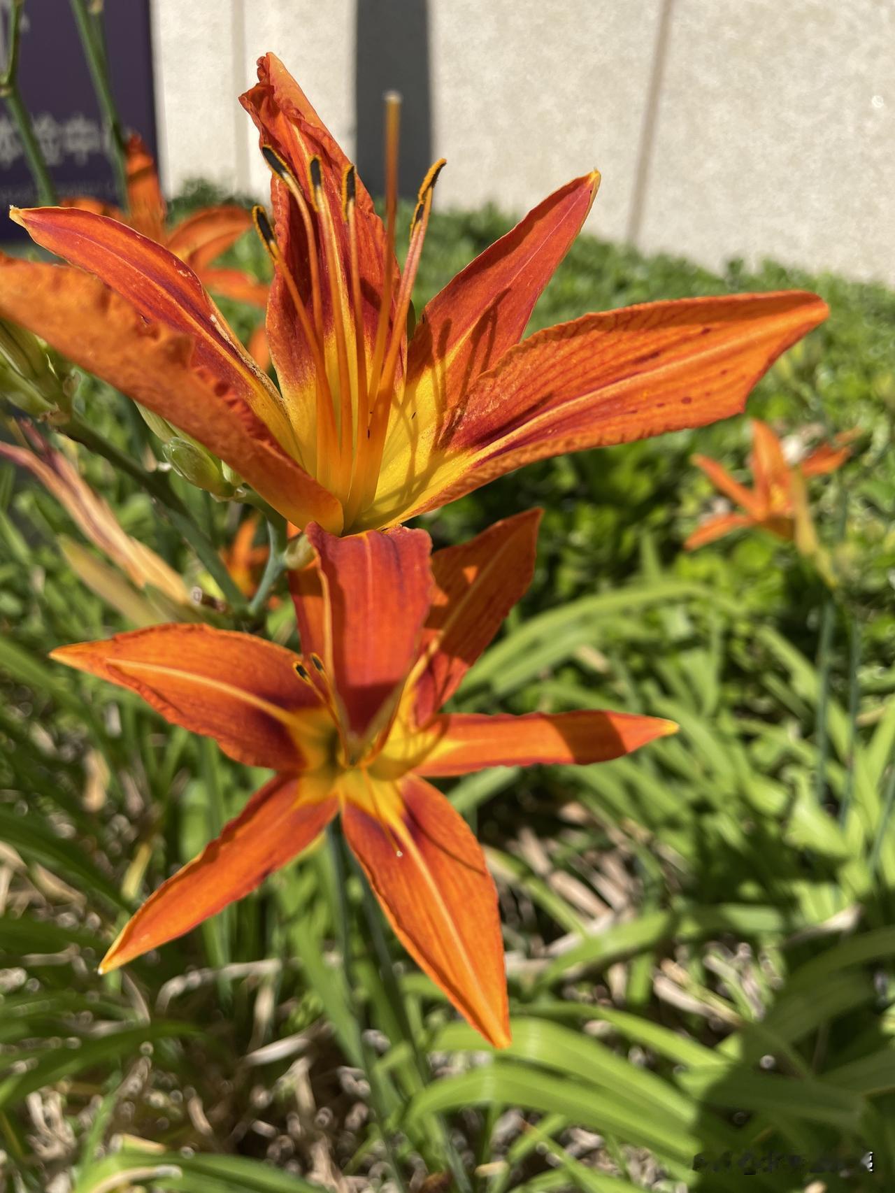 今天偶遇了萱草，它就是我们常吃的黄花菜。花朵明艳雅致，嫩黄的花瓣舒展好看。原来美