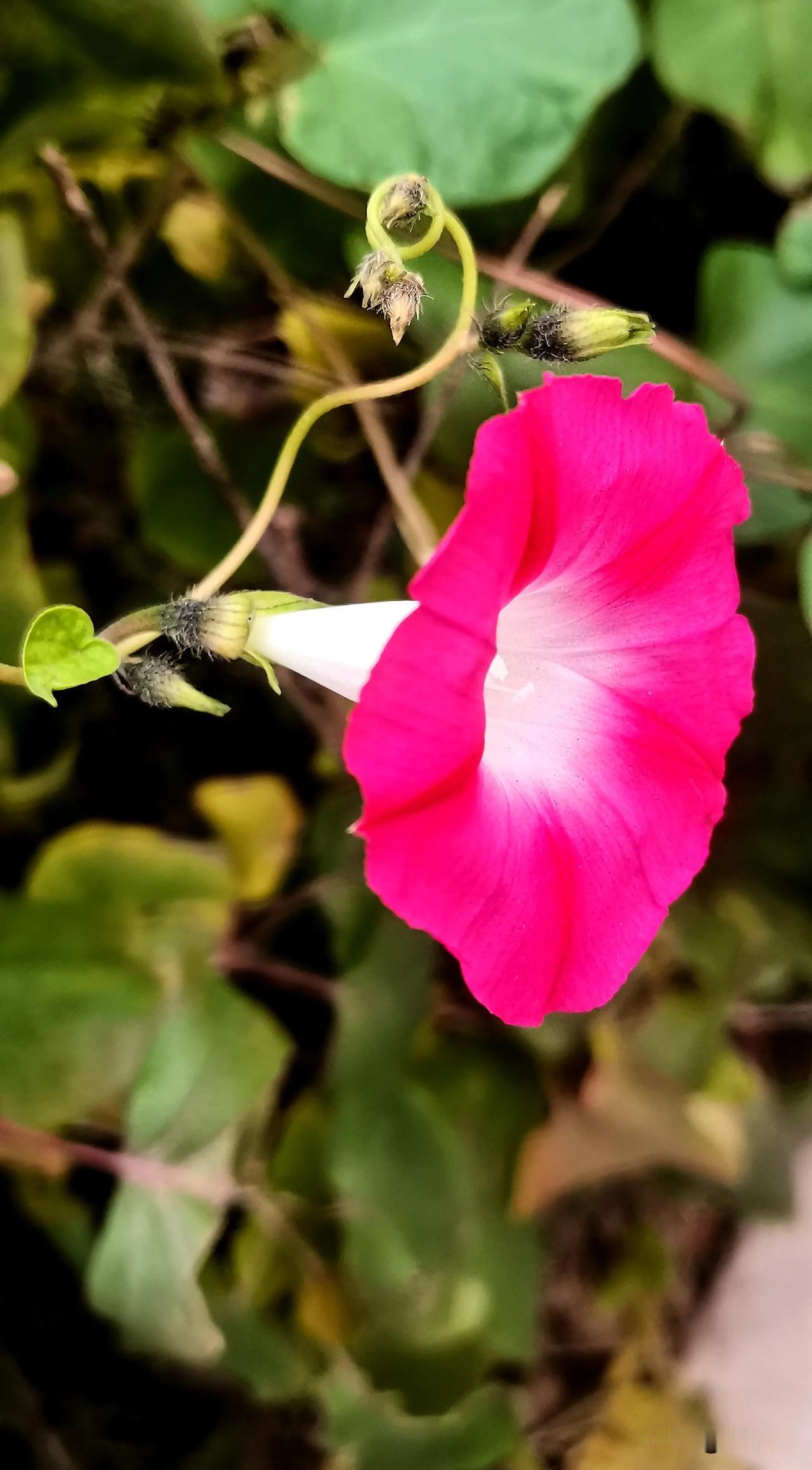 #分享一张随手拍的花。#（原创）
小喇叭开始广播了
镜头记录生活  随手拍牵牛花