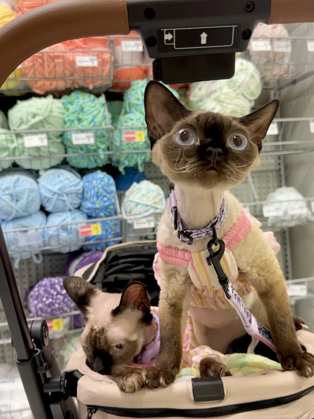 有哪个小猫不喜欢毛线球吗？🧶