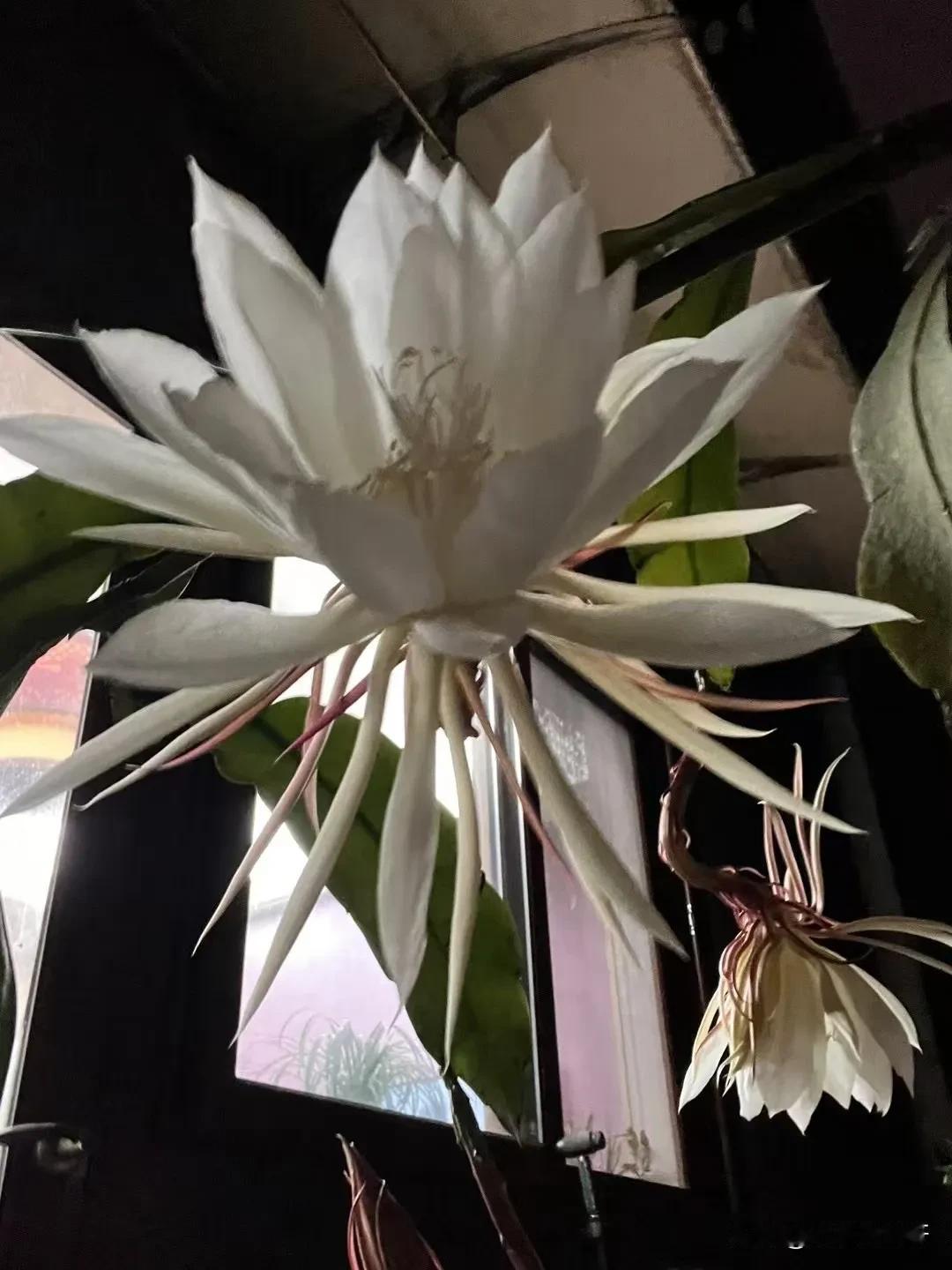 昙花盛开，抓拍到了开花的一幕。
往年都是夜间开，只能看到开后的影子，今年终于开在