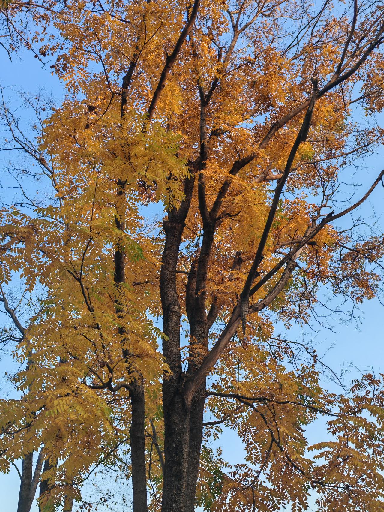 20、奋进江城共筑新篇昨天下午，我去武汉市马鞍山森林公园散步。出门几步，就走进了
