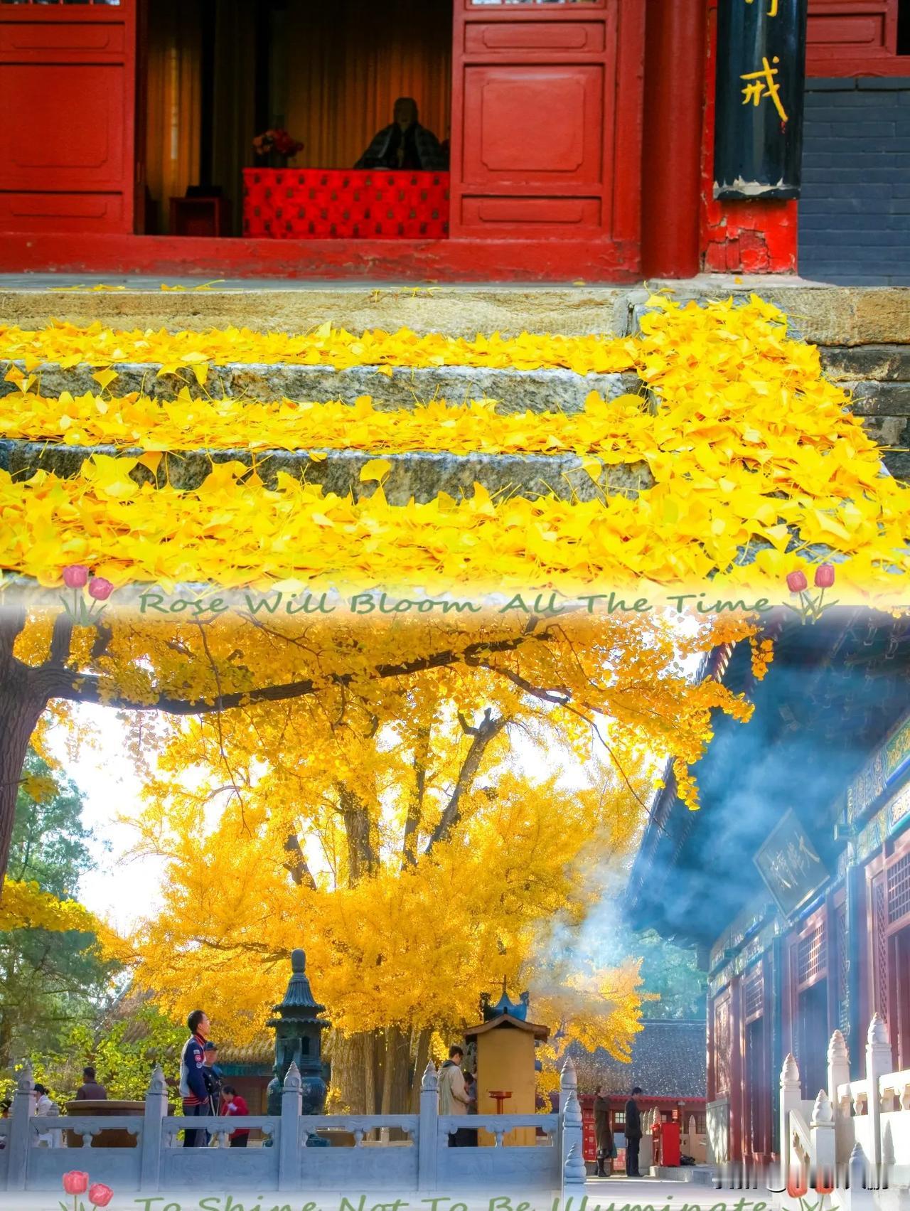 🍁北京赏秋宝藏地 | 红螺寺的秋日华章🍁

🍂秋天的红螺寺，宛如一个被大自