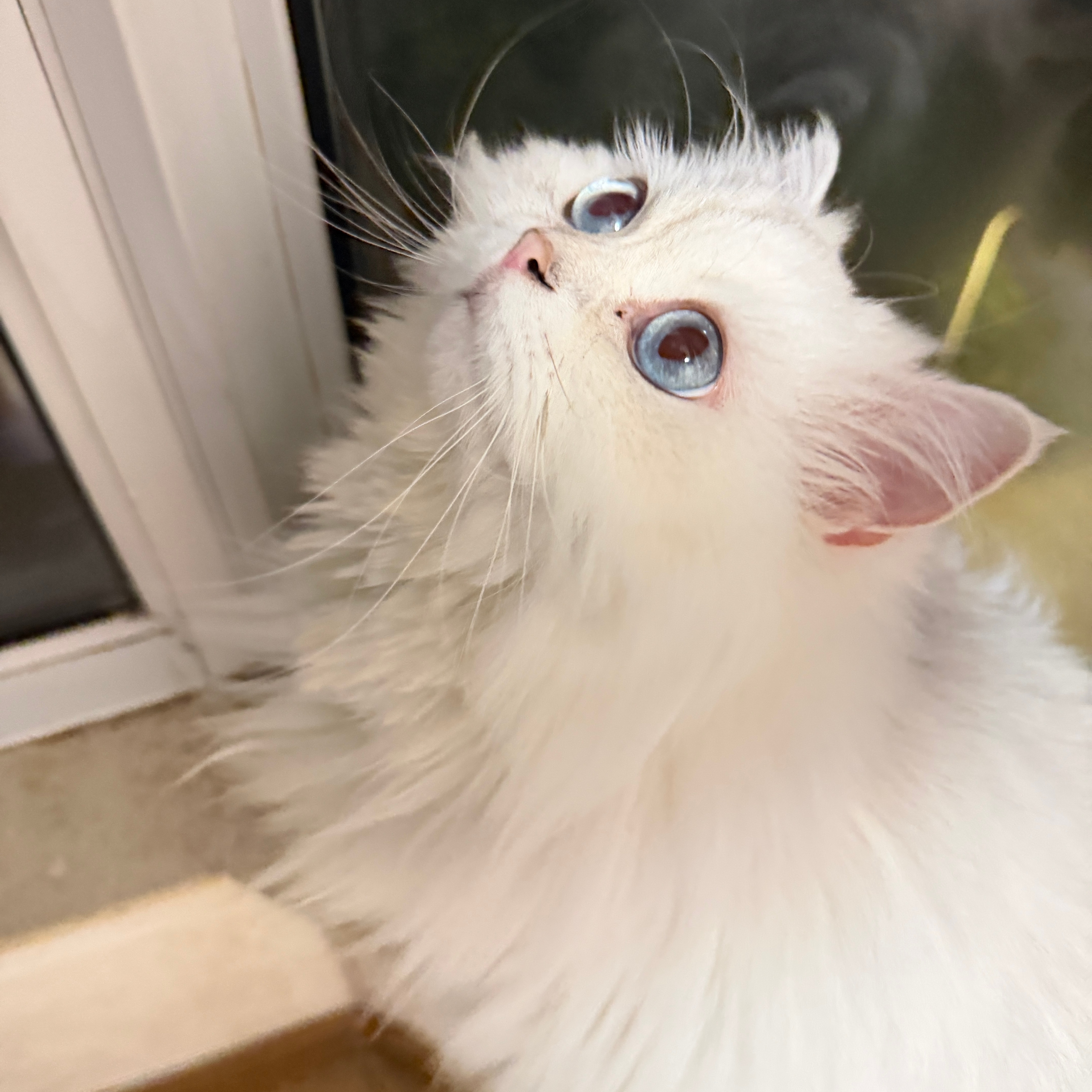 宠物店给一只大凶猫梳毛洗澡绝世凶兽
