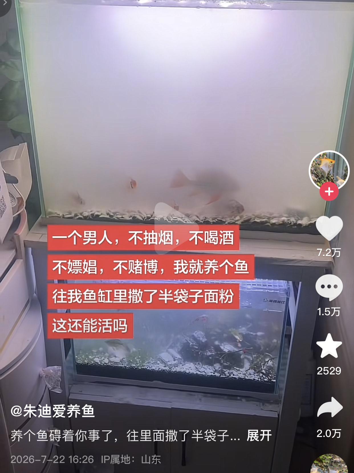 鱼儿用生命让大哥看清了枕边人。
山东博主“朱迪爱养鱼”在养鱼圈小有名气，他不抽烟