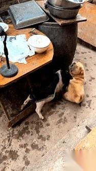 “咣当”一声，食盆直接被拱翻，狗粮撒了一地。
那头肥猪连看都没看一眼旁边的小奶狗