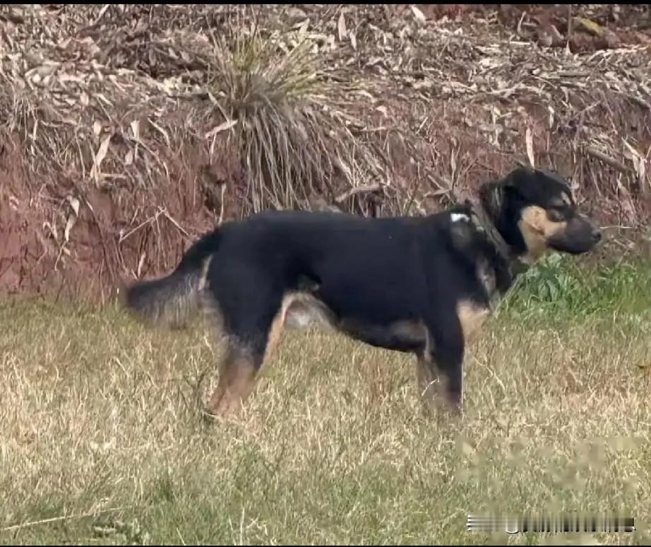 四川成都金堂县发生一起令人愤怒的事件：2月2日，优秀搜救犬黑崽在成都基地外围被偷