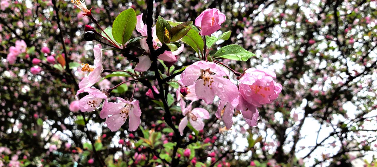 海棠依旧

又是一夜冷雨。
好雨知时节，当春乃发生。
春，不只需要暖阳。
亦需充