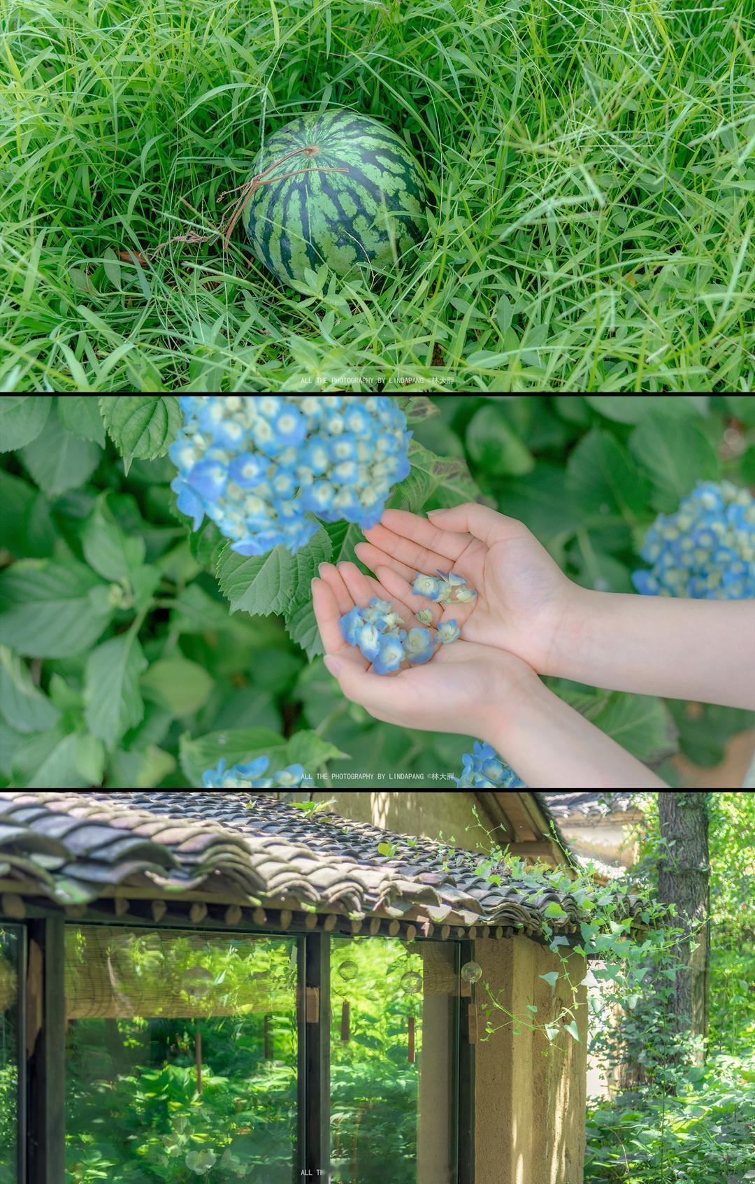 桃花  即便热浪灼人，也别忘了，正是这般的炽热，催熟了最甘甜的果实，照亮了最绚烂