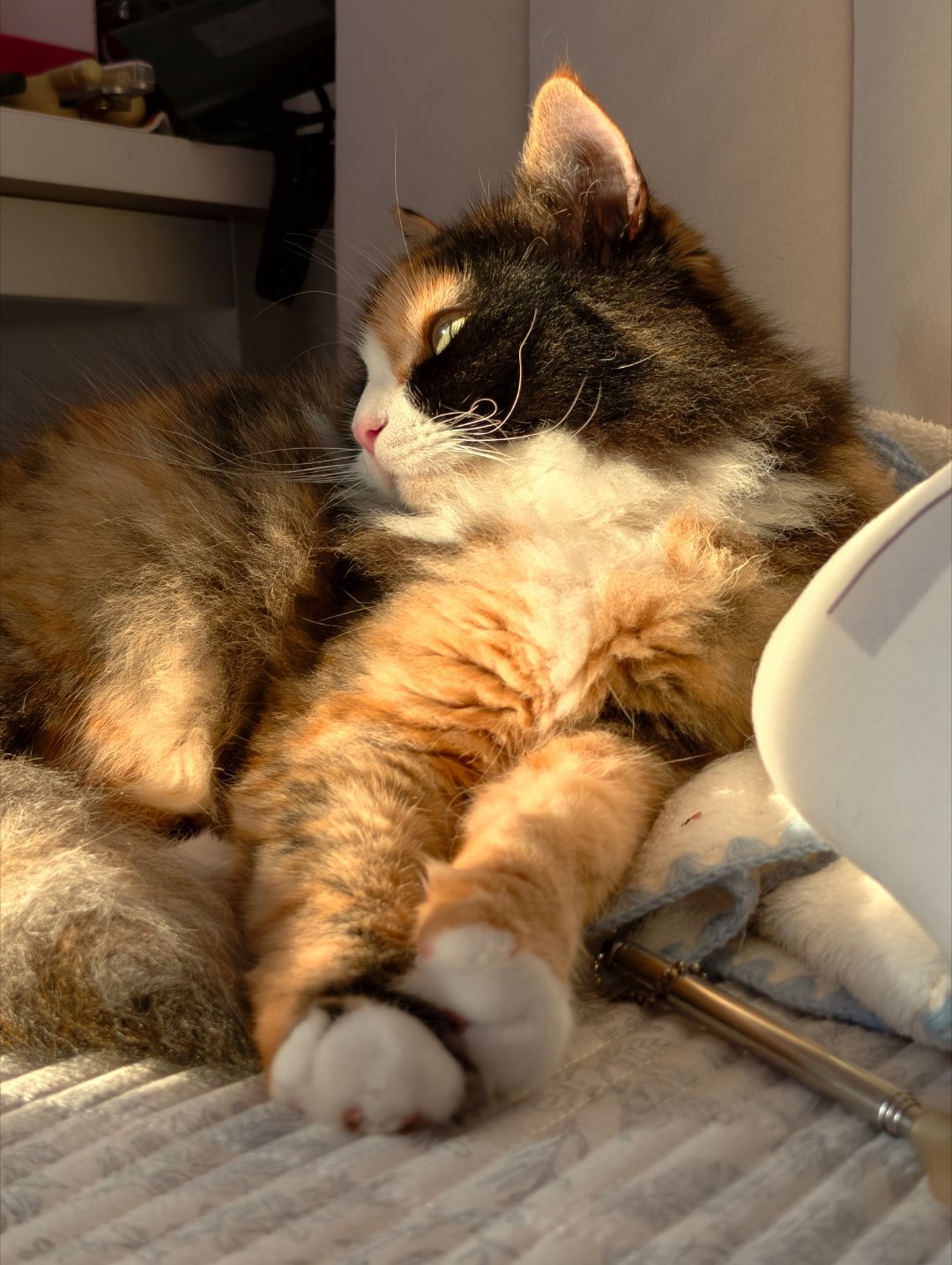 有的小猫养着养着就变成大美猫了谁能想到我们差一点就上餐桌了呢