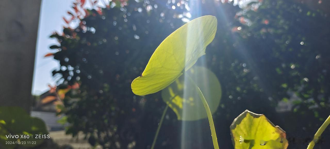 天然色彩树叶的魅力。