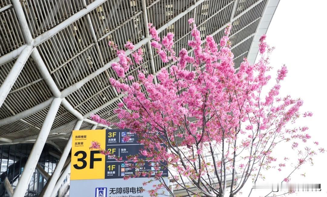 武汉高铁站的“移动樱花”爆火！背后藏着的黑科技太惊艳！
 
移动樱花可不是简单移