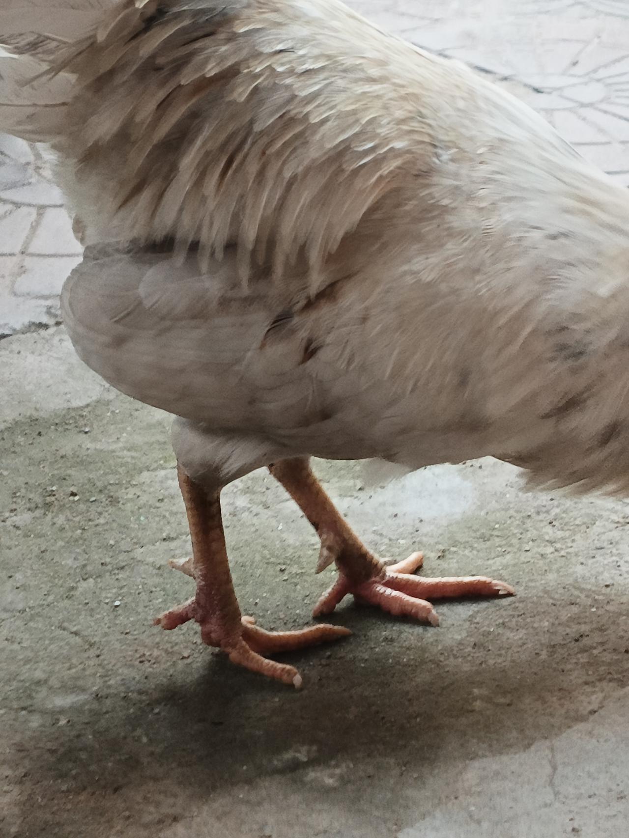 豆包太牛了，根据鸡爪子就能看出我家大公鸡多大年龄，豆包说已经七八个月大了，对不？