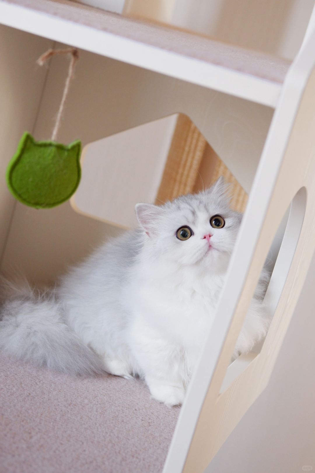 介绍一个美女给你们 银白米努特矮脚猫