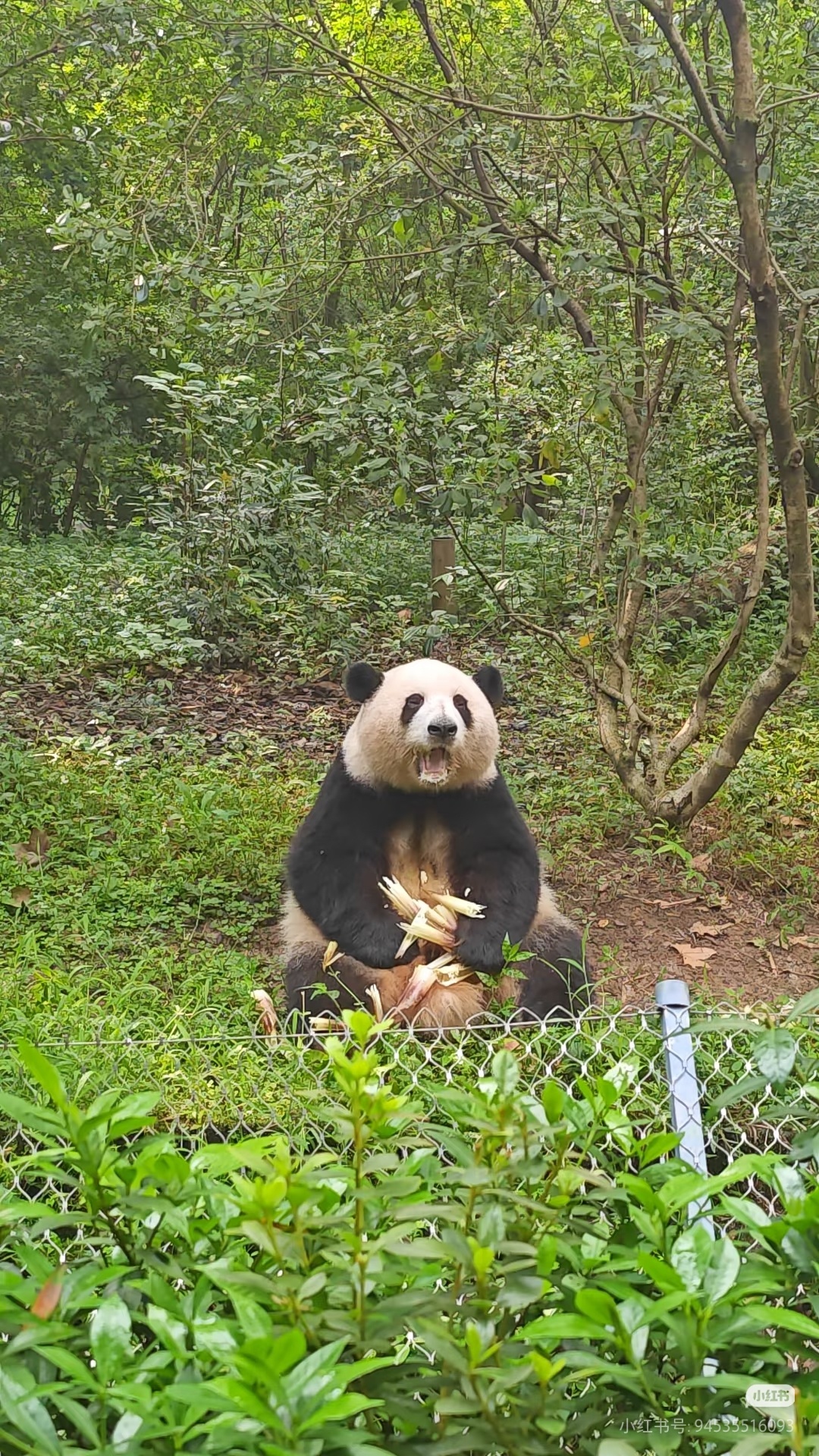 捡几张路边吃笋笋的花。又萌我一大跳✌ 