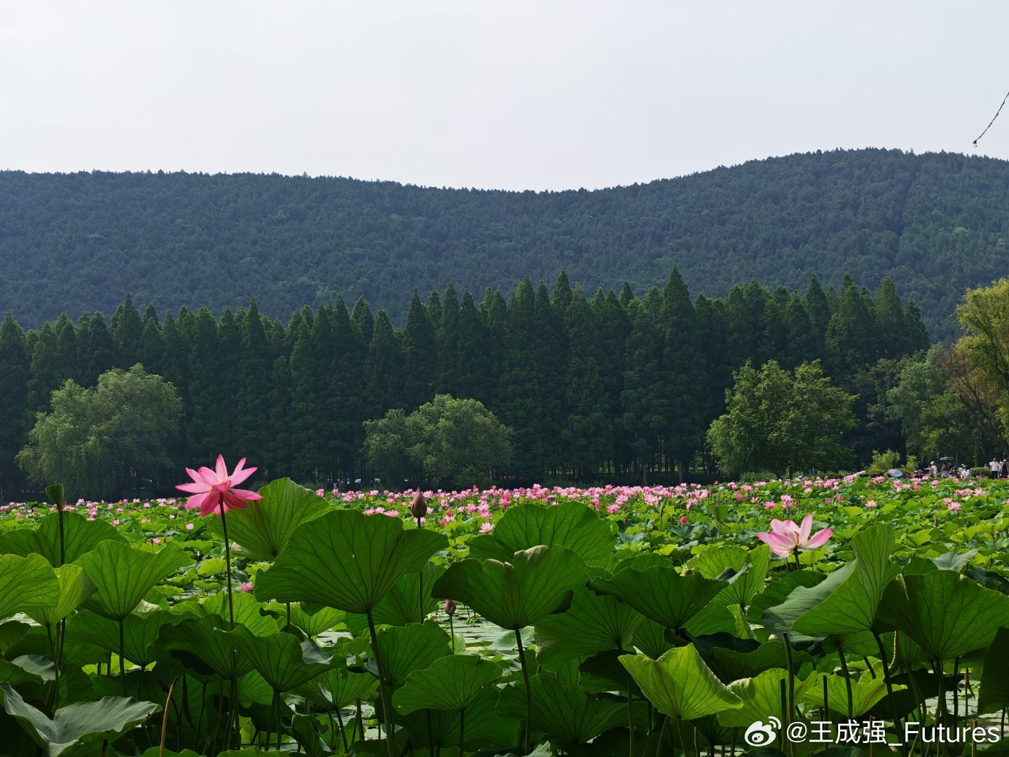 徐州，云龙湖，映日荷花，别样红！ 徐州·徐州云龙湖风景区-紫薇岛