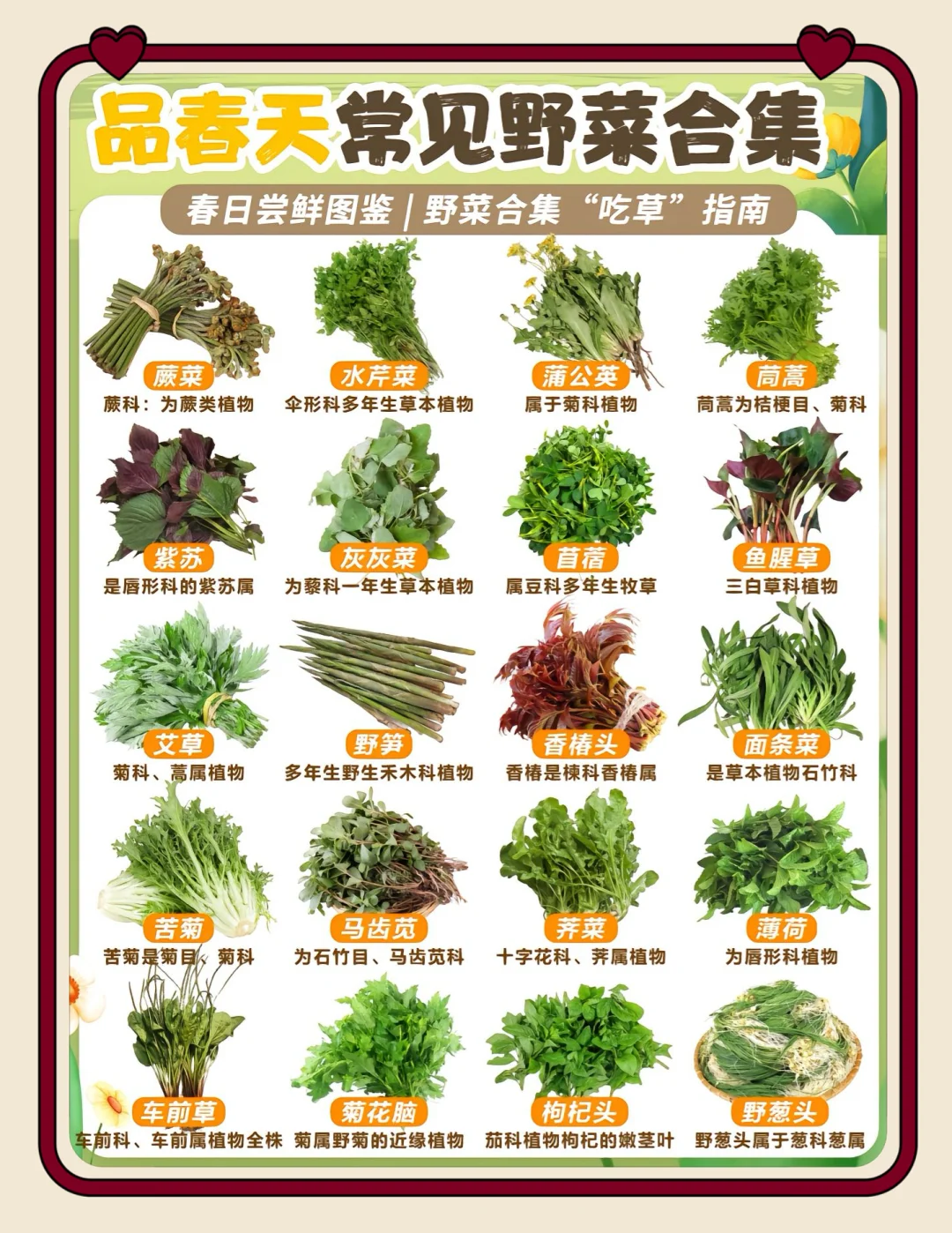 🌿 春日限定！挖野菜指南来啦～🌱