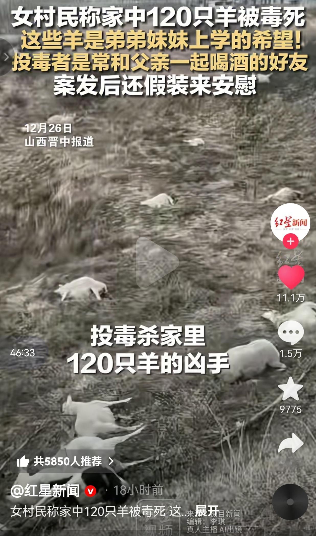 心思太歹毒了！山西晋中一村民家中120只羊被毒死，投毒者竟然是常和竟父亲喝酒的好