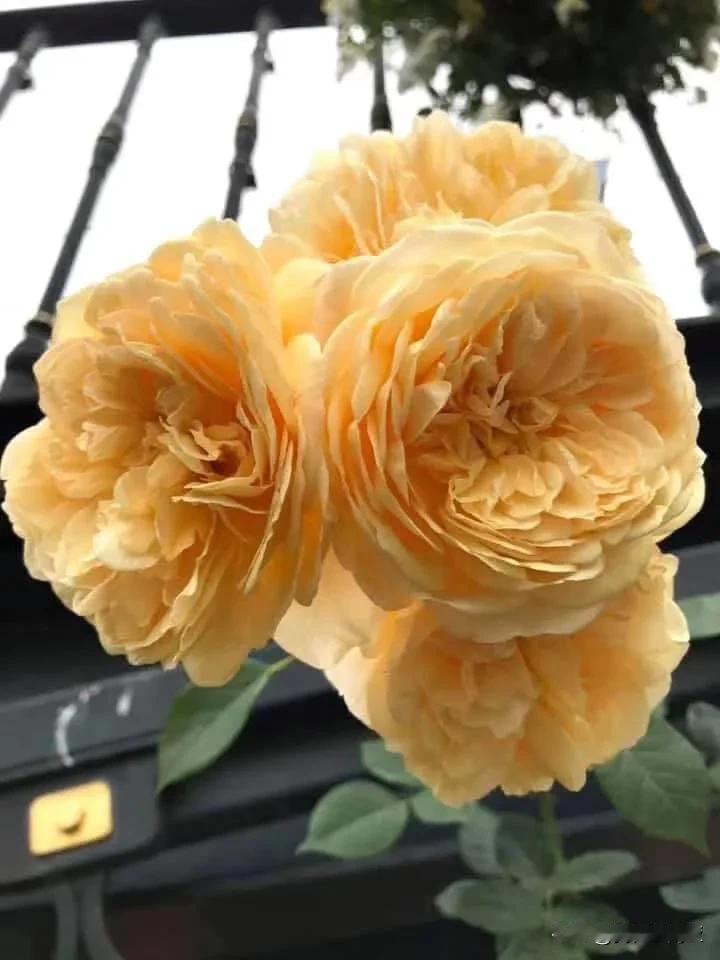 喬治亞玫瑰、欢笑格鲁吉玫瑰 Teasing Georgia

稀有的黃色英國玫瑰