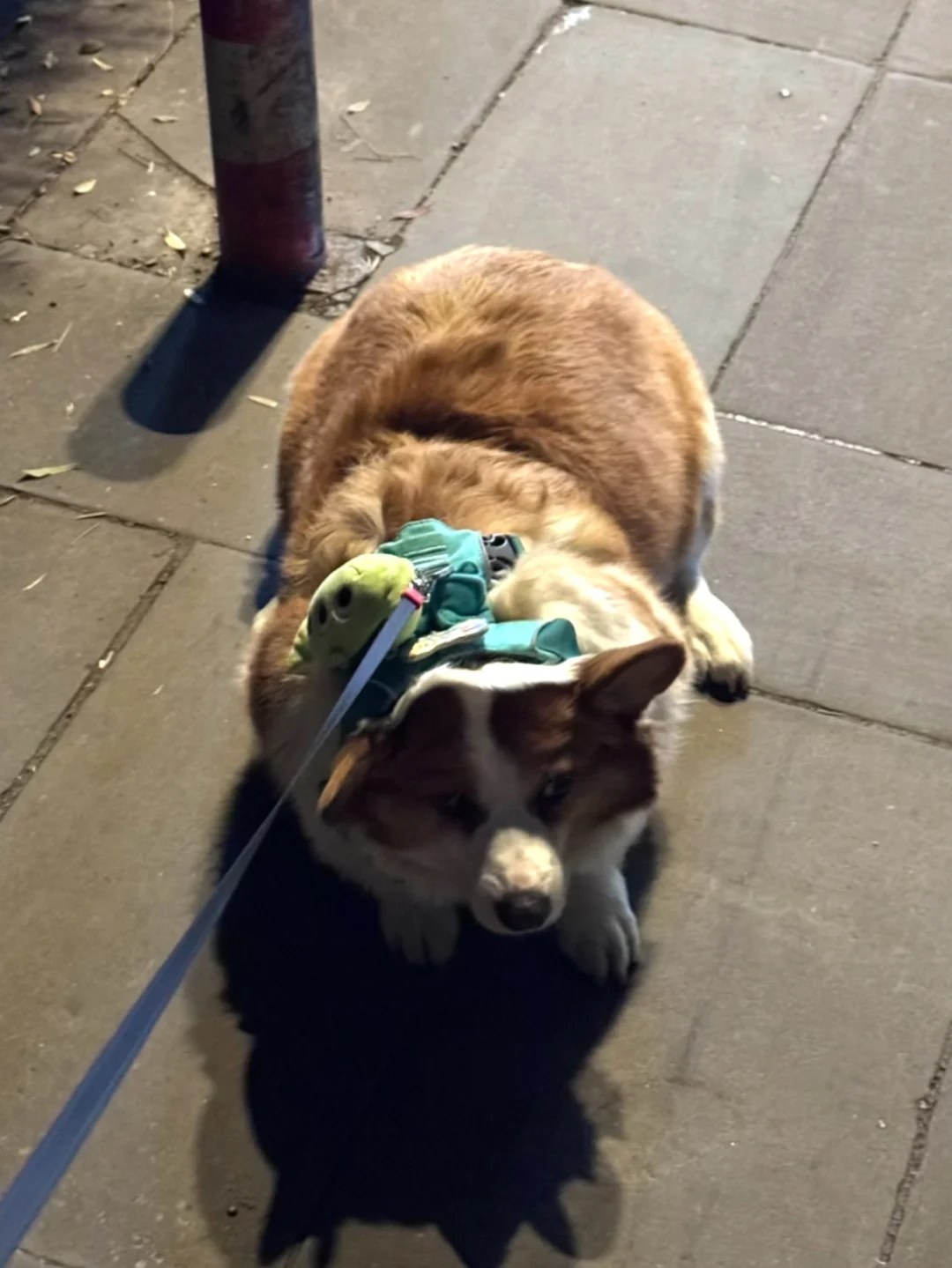 年兽小狗🐶这个门是出不了一点