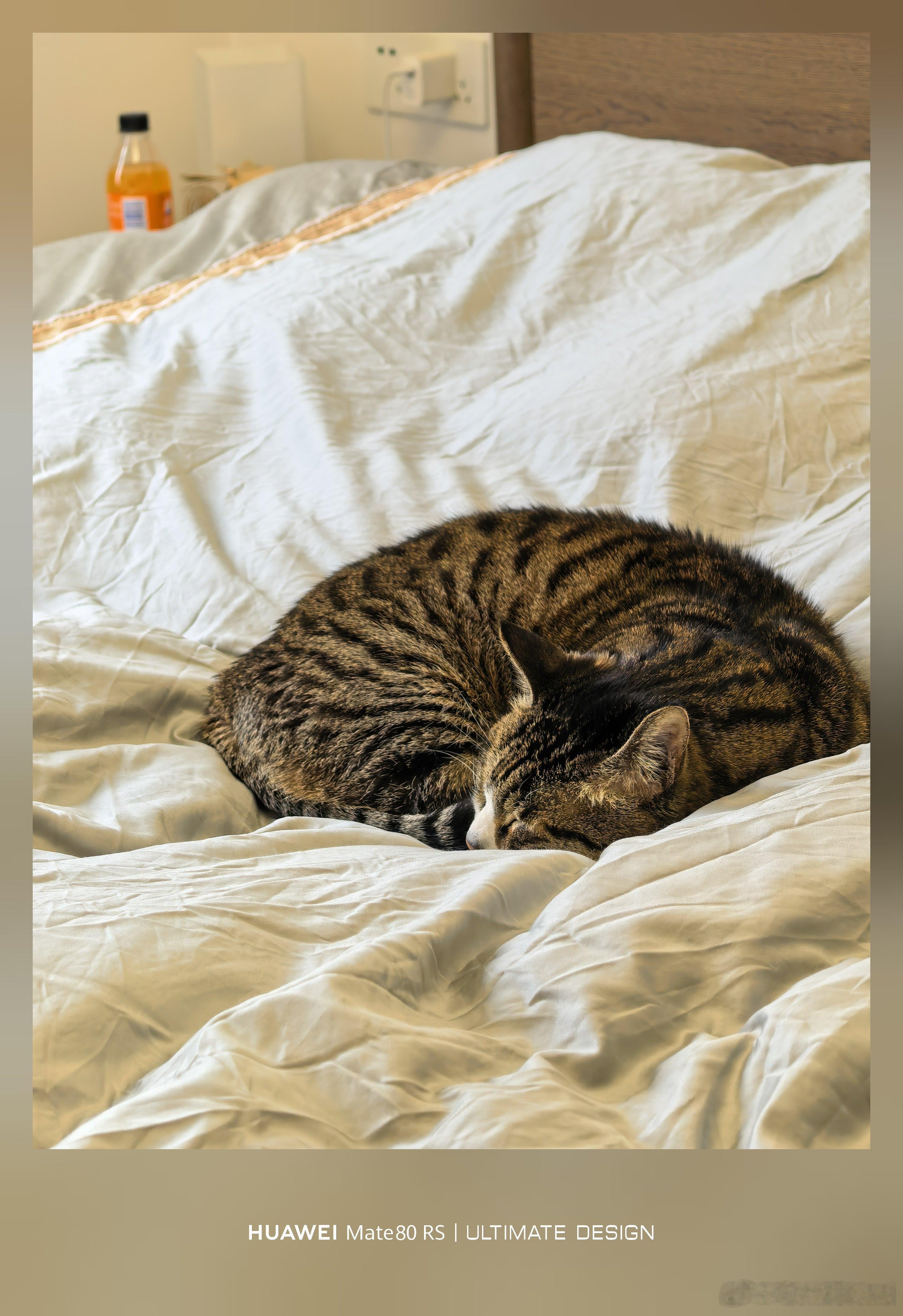 人：你不在家，卧室也不会空荡荡，咪自会成天到晚躺在床中央