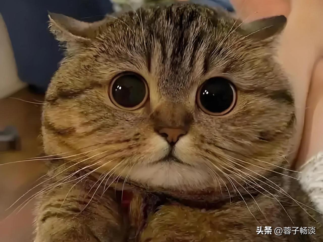 大家都喜欢猫咪!最近有平台数据显示：萌宠视频中猫咪内容播放量竟是狗狗的3倍！为什