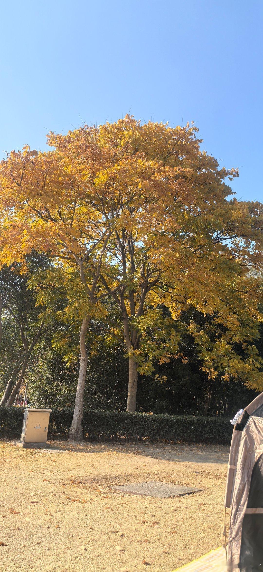 大v聊车新能源汽车 老骥伏枥，志在千里~cao sir这台3年车龄的老车，纯视觉
