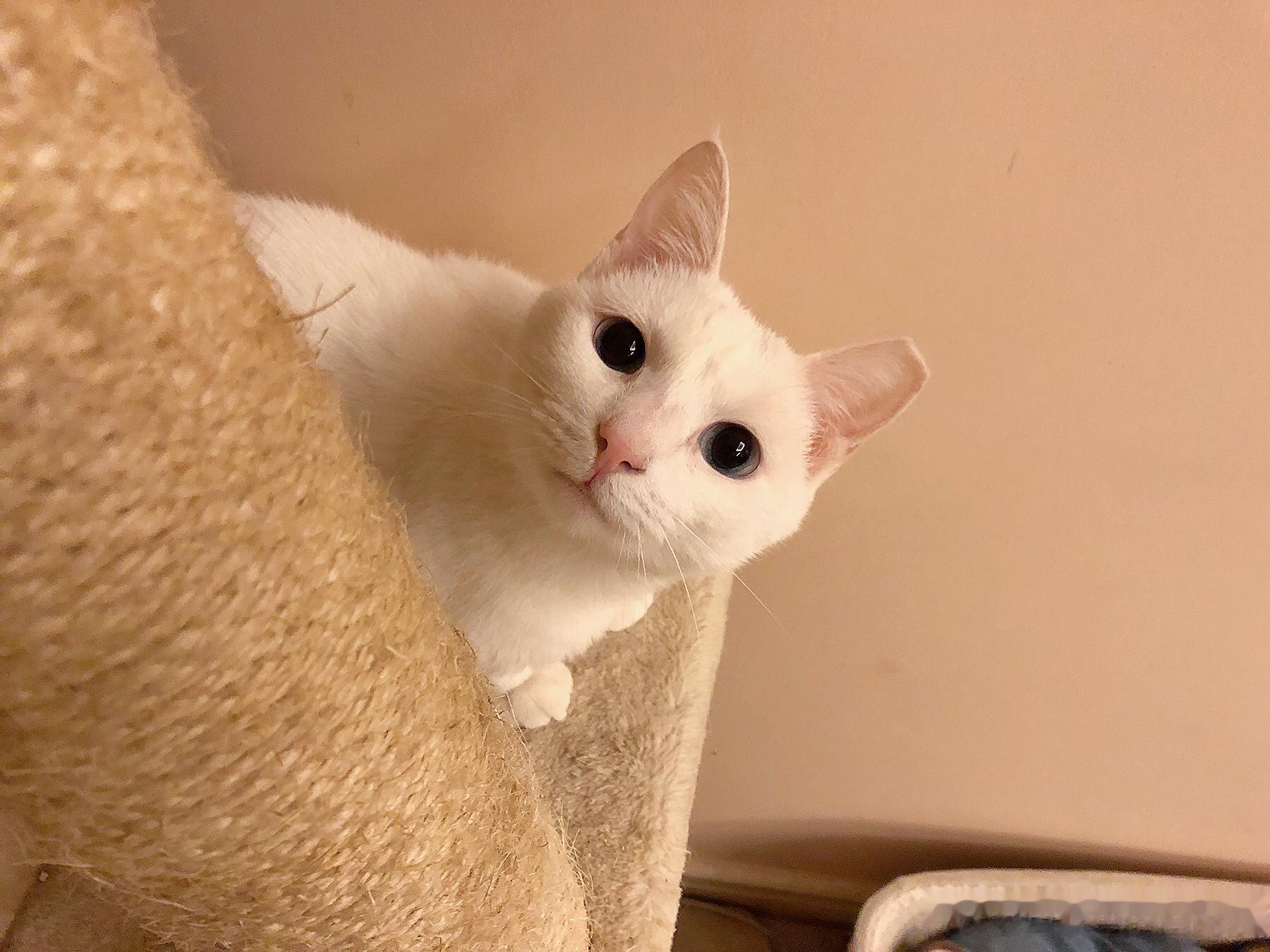 我最近一直在翻以前的照片，看到猪猪的时候发现，她看我的眼神里总是满含爱意。虽然每