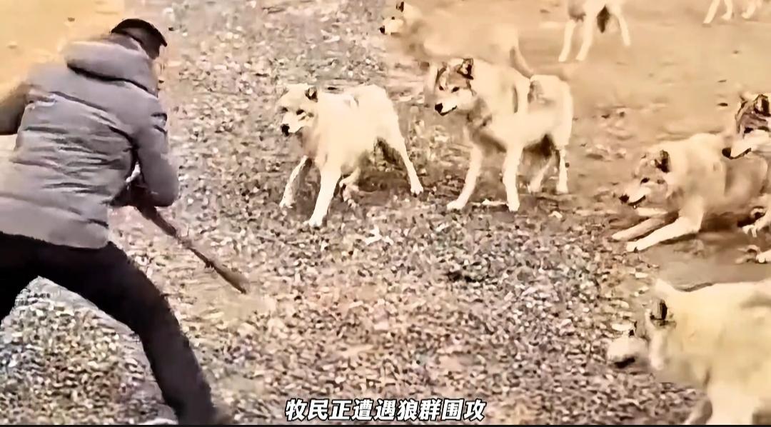 惊心动魄！草原牧民放牧突遭两头野狼伏击，狼群诡计百出一心针对主人，两条牧羊犬全程