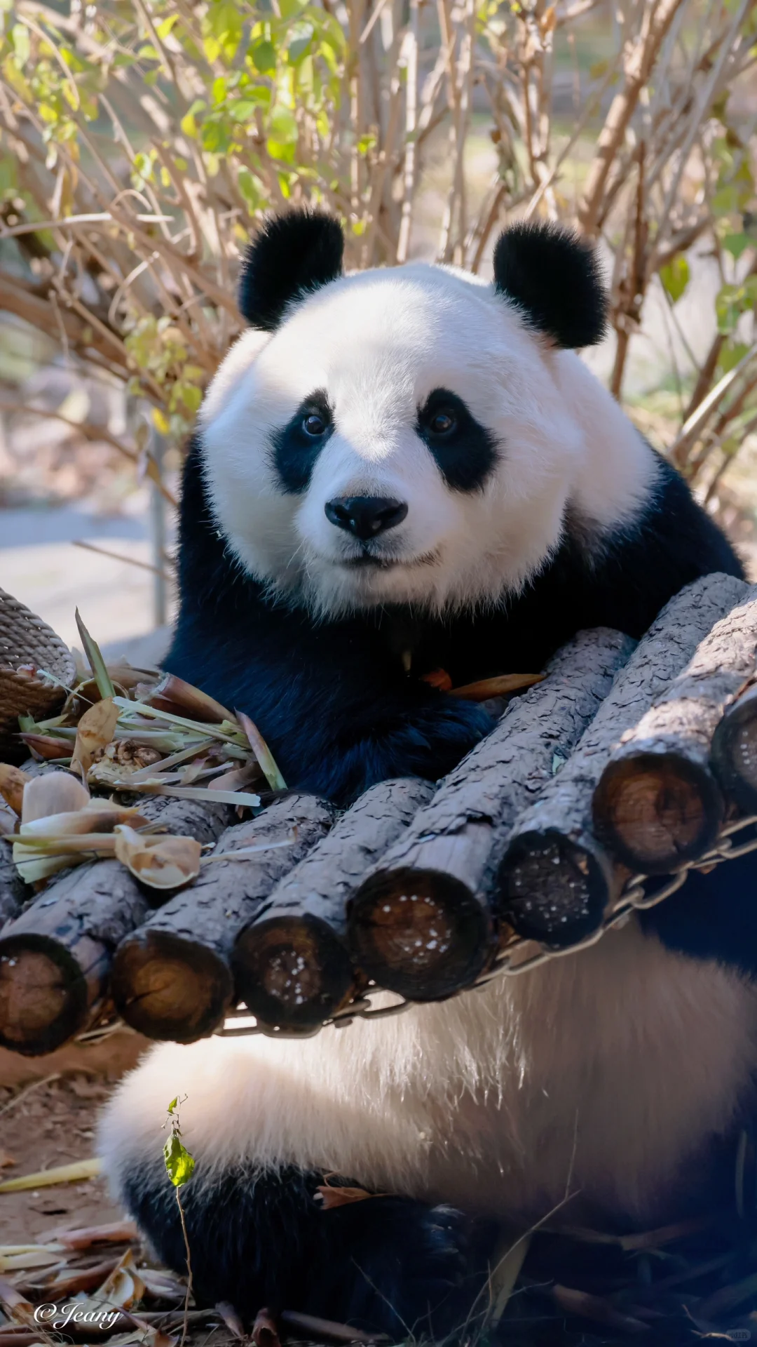 千面白天🐼有性格的猫谁能不喜欢♥️