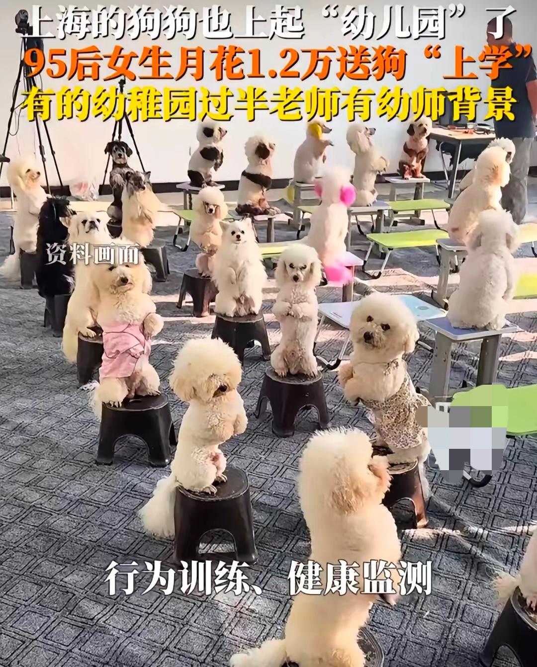 上海宠物狗幼稚园学费过万，宠物家长多是女生
   上海作为国际化大都市，宠物狗幼