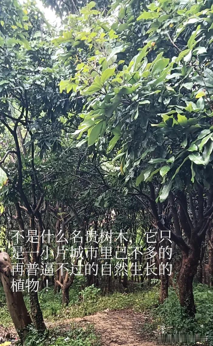 展示你拍摄的树木照片