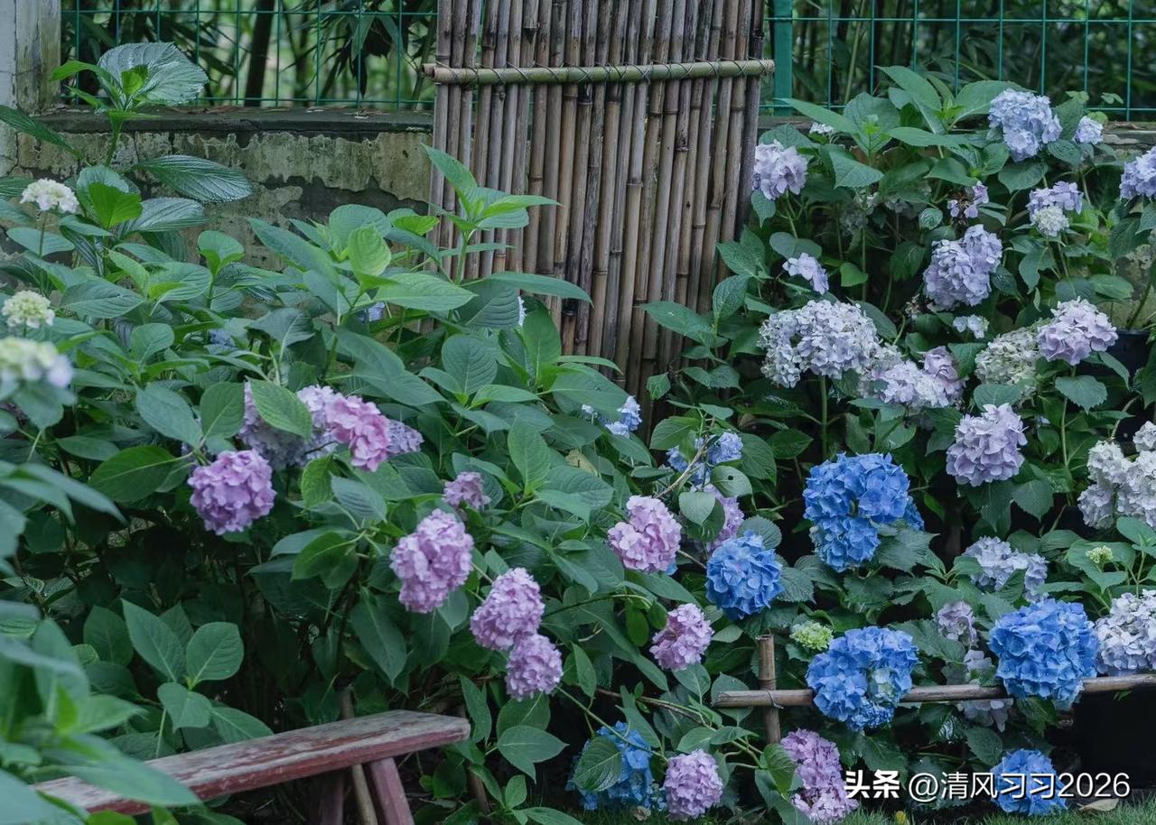 我的夏花 ｜一院绣球盛放，半庭清风自来

南京城东山林间藏着一处治愈小院-未见山