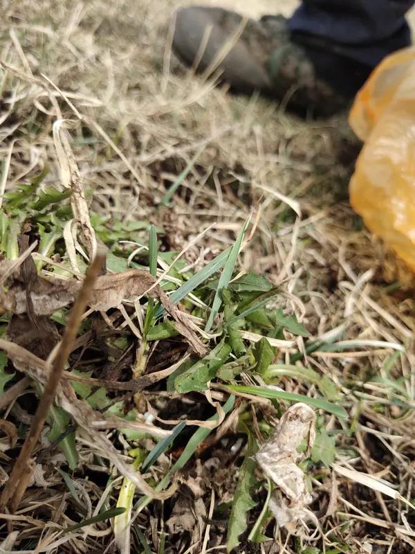 吉林这事儿太有意思了，机器人上岗去劝阻挖婆婆丁。想象一下，东北味儿十足的机器人在