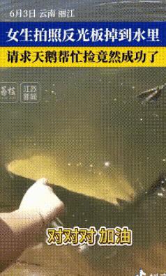 云南丽江，几个女生在湖边拍照时，不慎将反光镜掉入水中，就在这时，一只路过的天鹅被