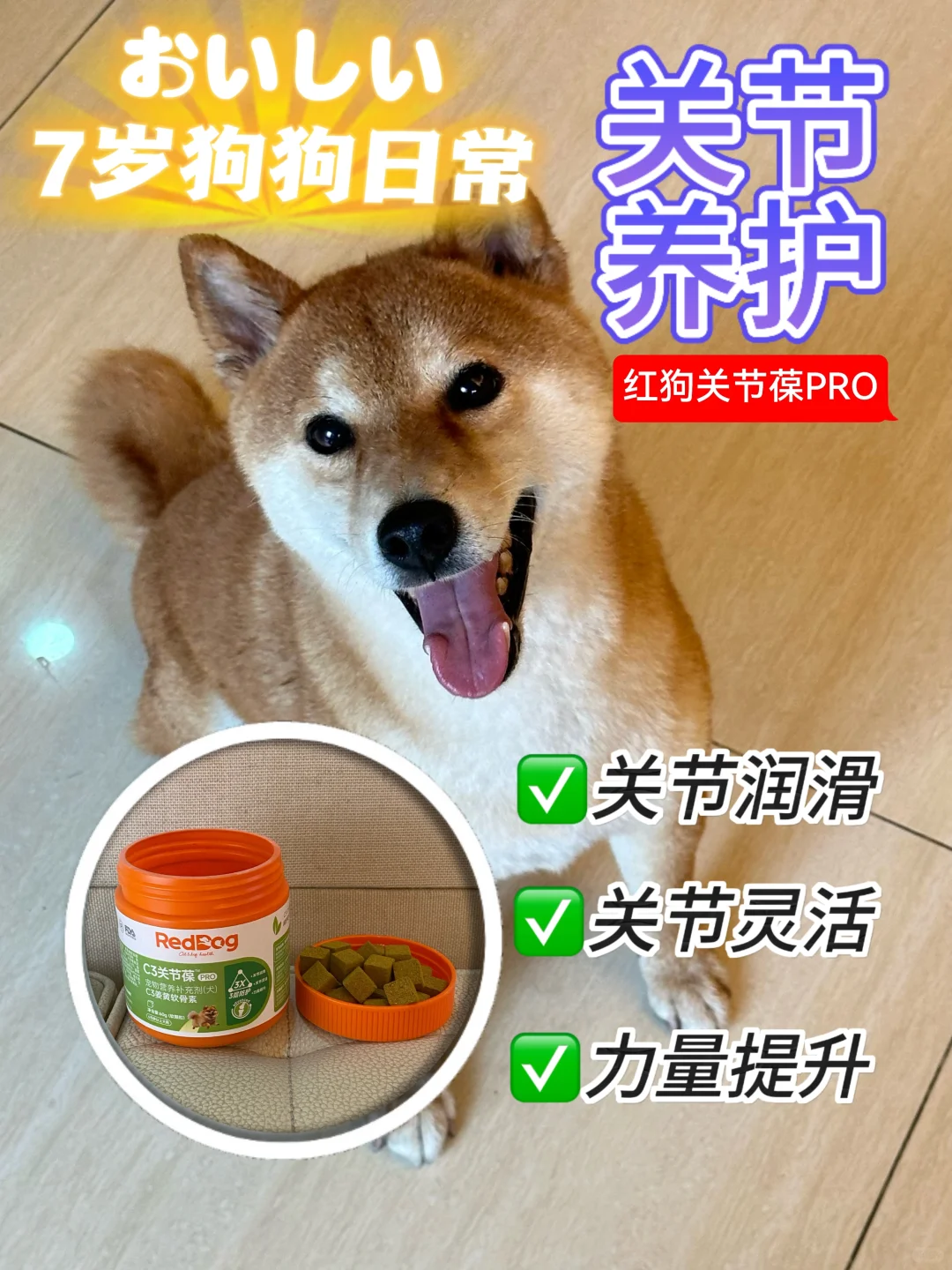 一瓶软骨素搞定小八嘎｜7岁狗狗日常
