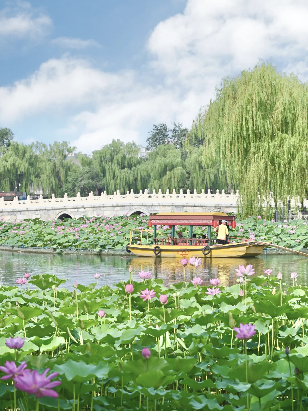 7.7北海公园🪷荷花+古建+摇橹船夏日画幅
