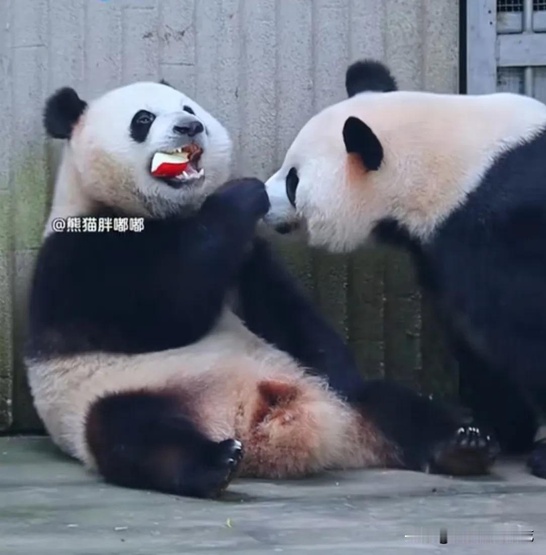 [笑哭]哦豁，算了，都别吃！
   三妹儿乖乖靠墙坐着吃可口的红苹果，妈妈好奇看